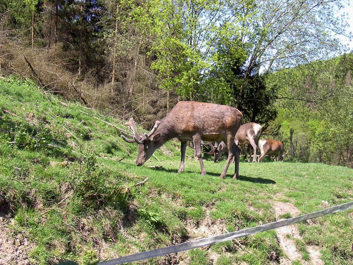 Birkenhain Stolberg i. Harz 外观 照片